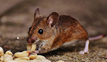 24 Hour & Emergency Exterminators in Hebron, KY